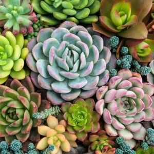 Plantinhas da paciência